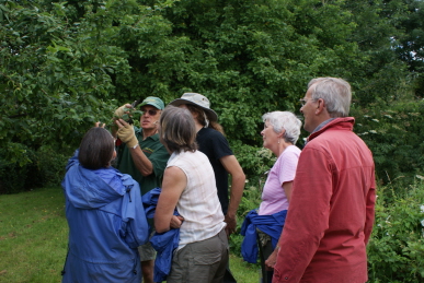 Pruning lesson